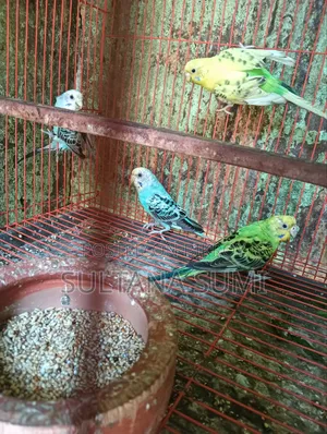 Three Budgie birds for sale