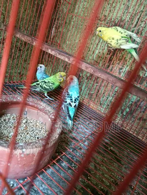 তিনটি বাজরিগার পাখি বিক্রি করা হবে