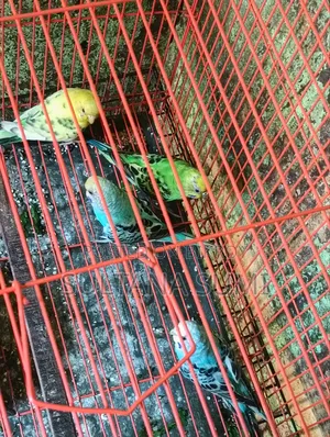 তিনটি বাজরিগার পাখি বিক্রি করা হবে