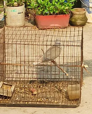 Australian Male Dove for Sale