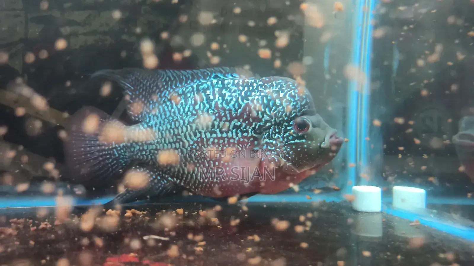 Flower Horn Fish