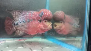Flower Horn Fish