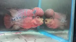 Flower Horn Fish