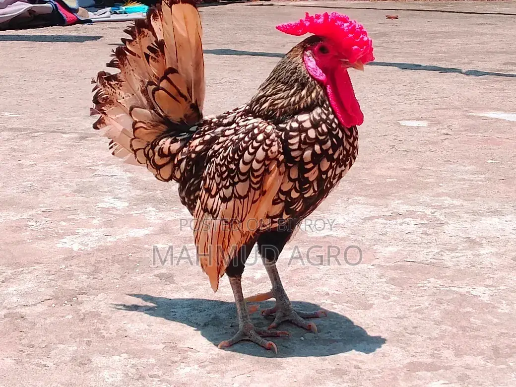 গোল্ডেন সেব্রাইট