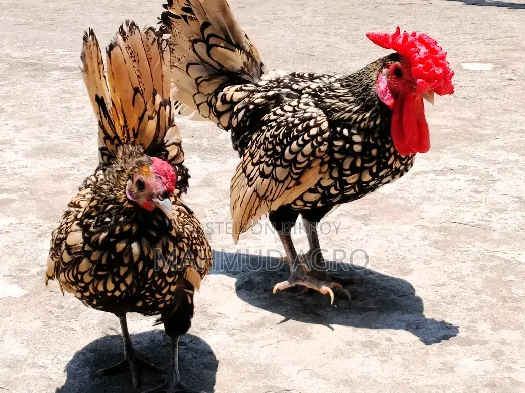 গোল্ডেন সেব্রাইট