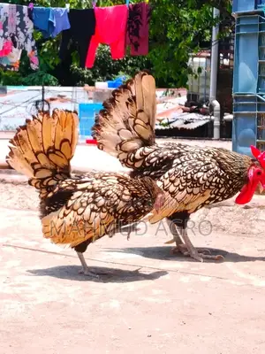 গোল্ডেন সেব্রাইট