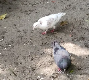 Pair of Breeding Desi Pigeons