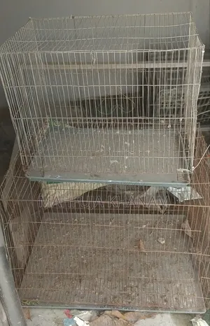 Bird Cage