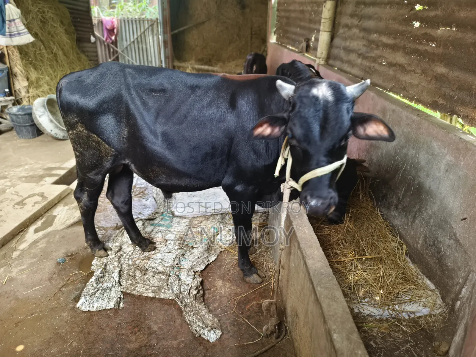 ষাঁড়টি বিক্রি হবে।