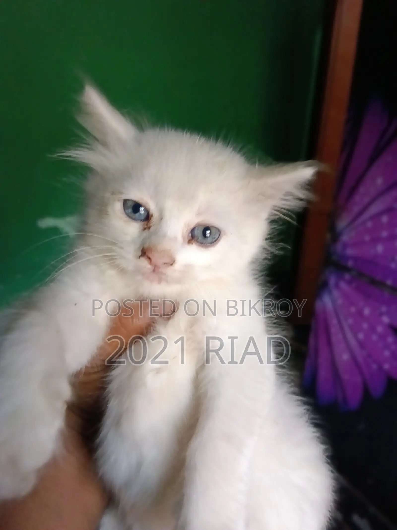 1-3 Months Male Mixed Breed Persian