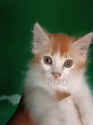 1-3 Months Male Mixed Breed Persian