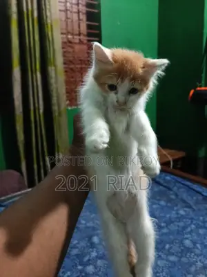 1-3 Months Male Mixed Breed Persian