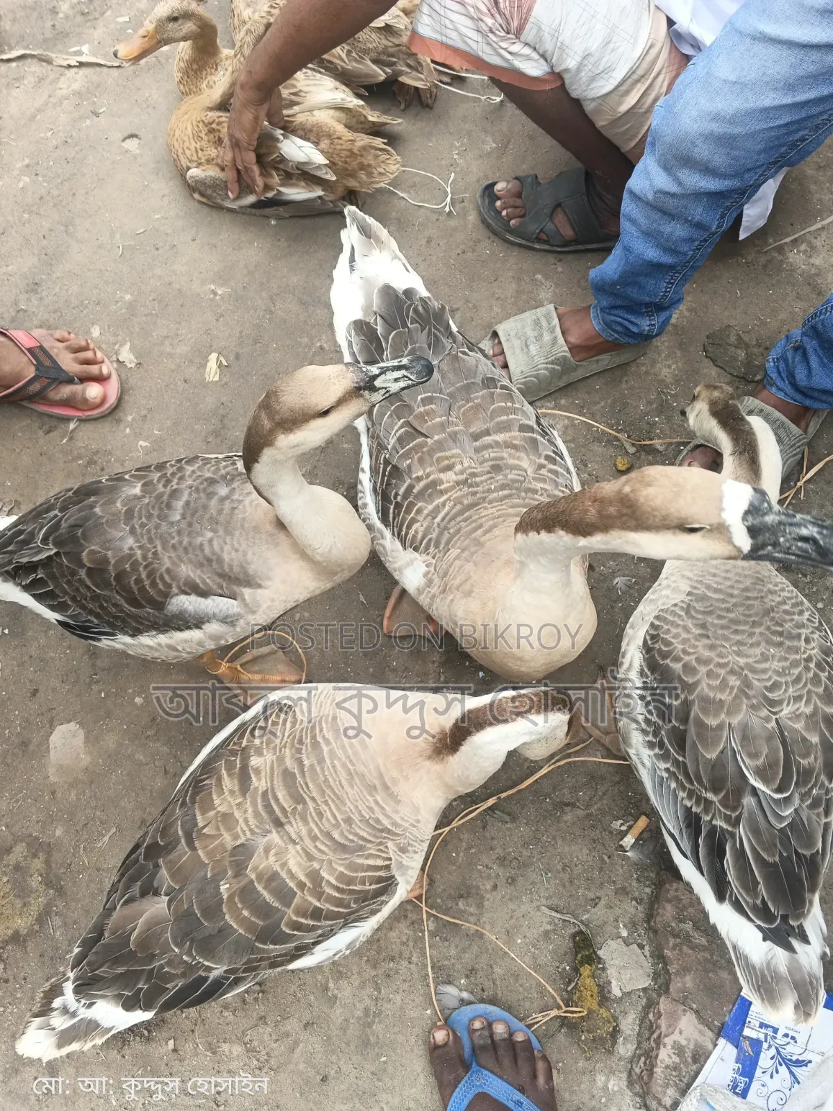 বাড়ির পালিত রাজহাঁস