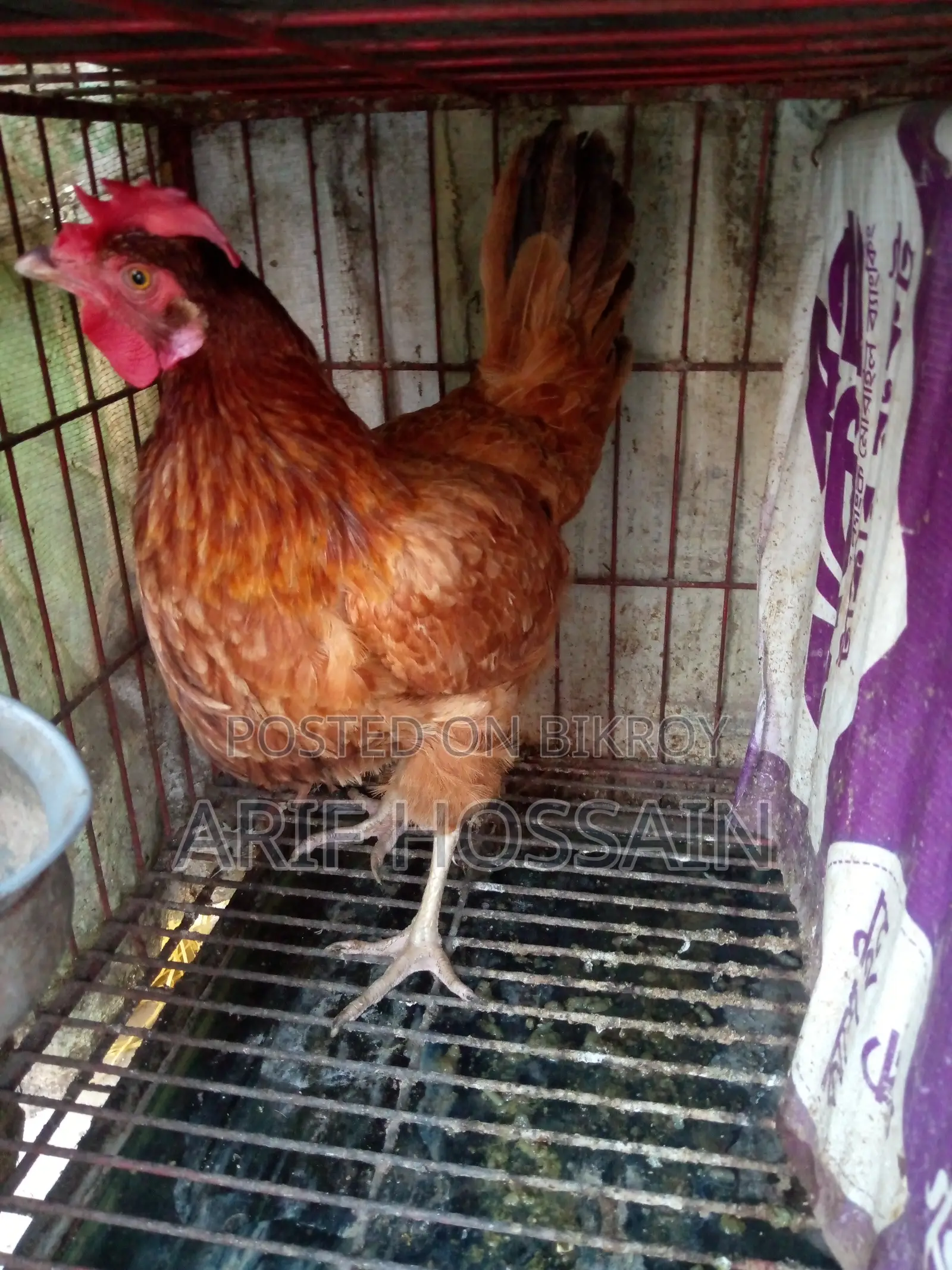Egg-laying Hen