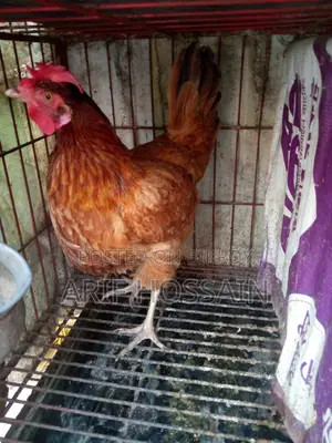 Egg-laying Hen