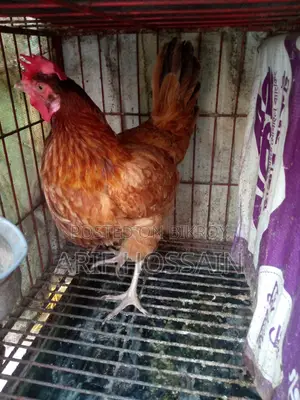 Egg-laying Hen
