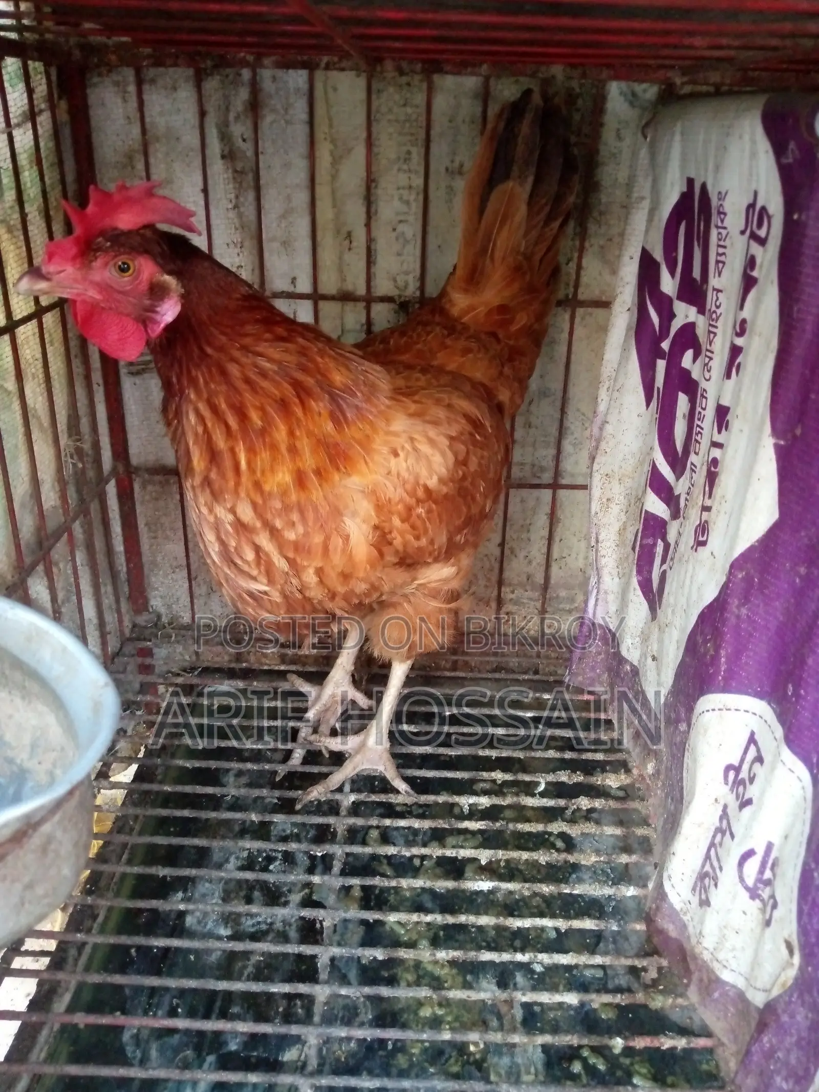 Egg-laying Hen