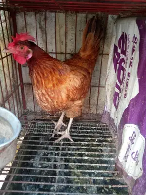 Egg-laying Hen