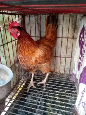 Egg-laying Hen