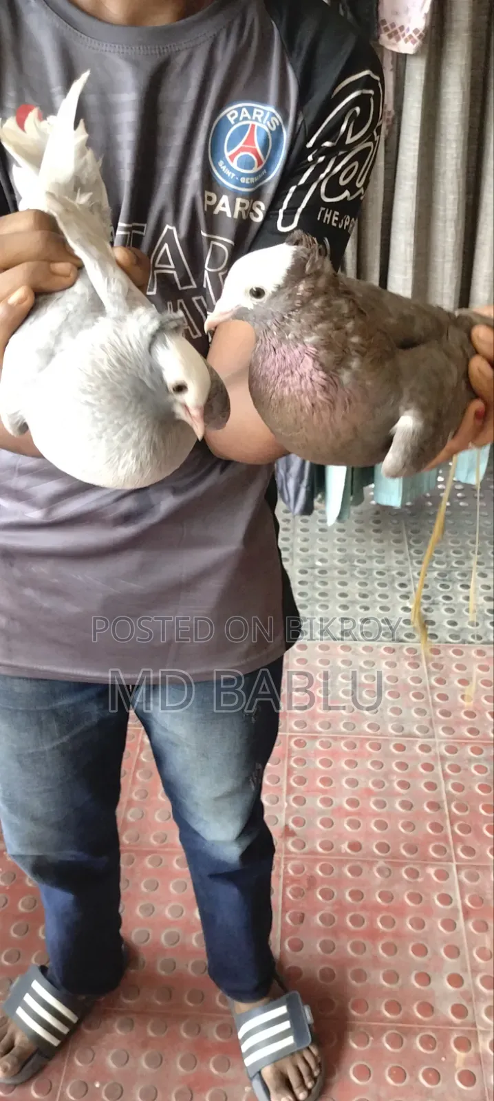 একজোড়া রানিং মুক্ষি কবুতর বিক্রয় হবে