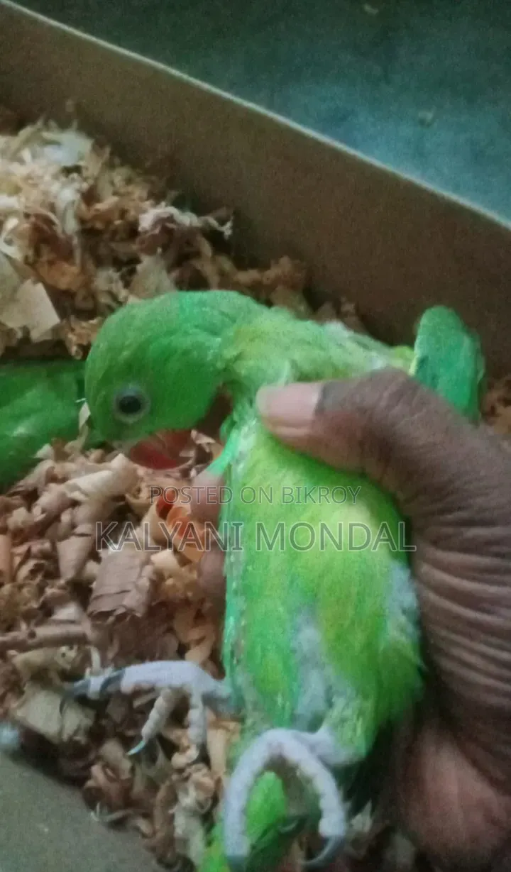 Parrot Chicks