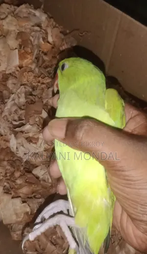 Parrot Chicks