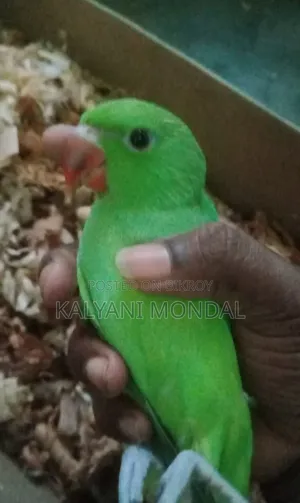 Parrot Chicks