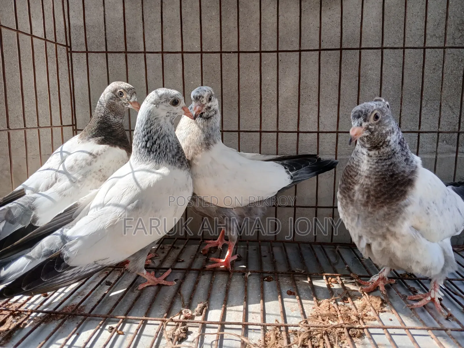 2 Pairs of Pigeons
