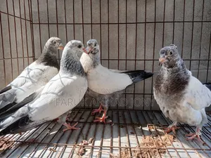 2 Pairs of Pigeons