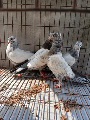 2 Pairs of Pigeons