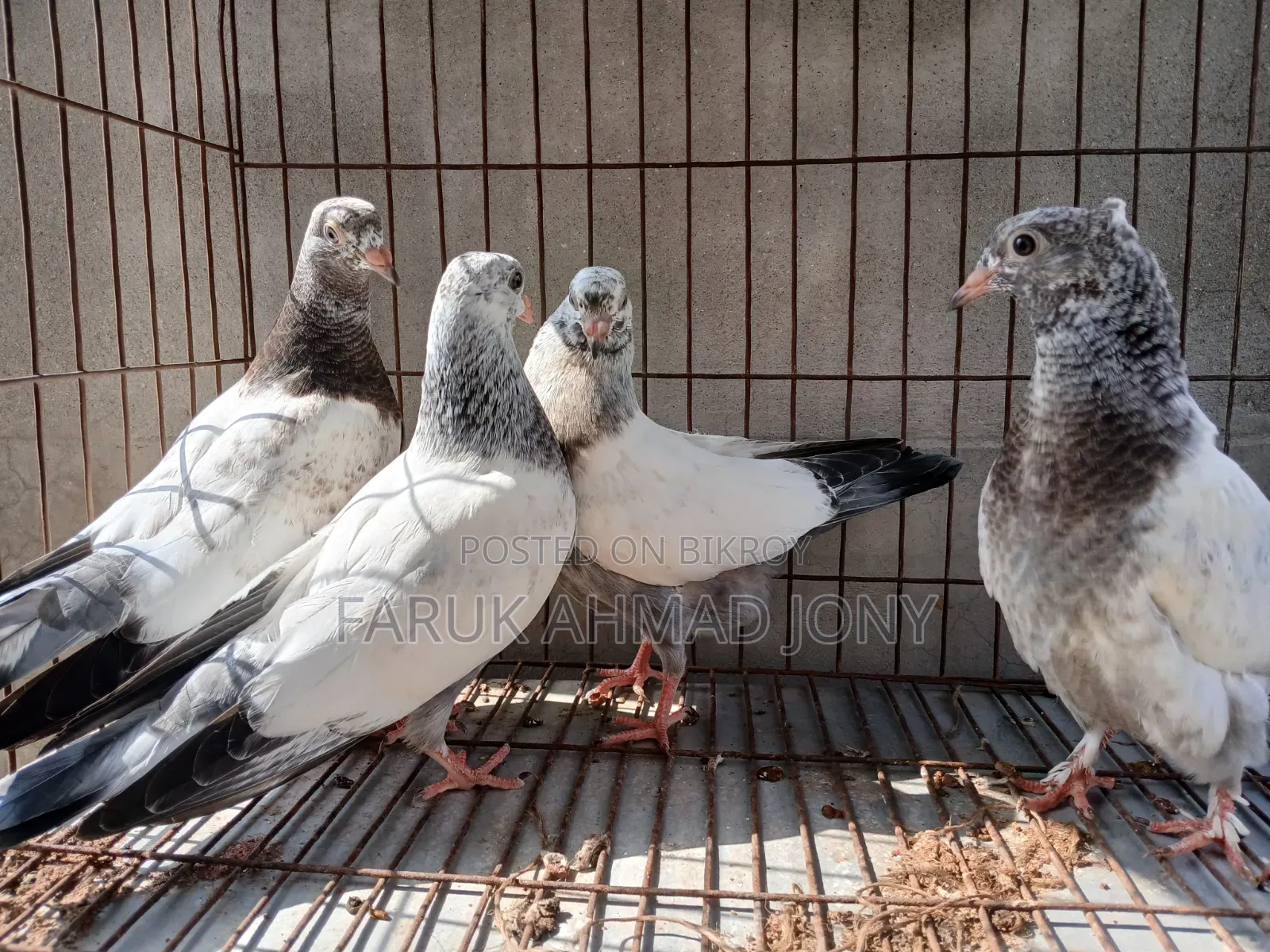 2 Pairs of Pigeons