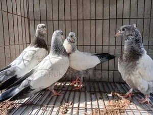 2 Pairs of Pigeons