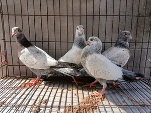 2 Pairs of Pigeons