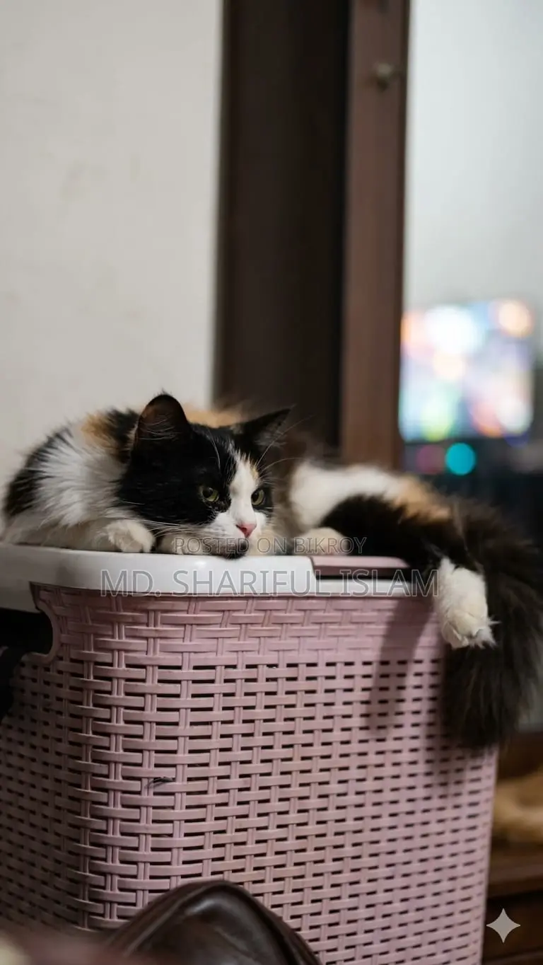 1+ Year Male Purebred Persian