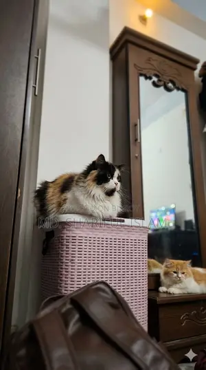 1+ Year Male Purebred Persian