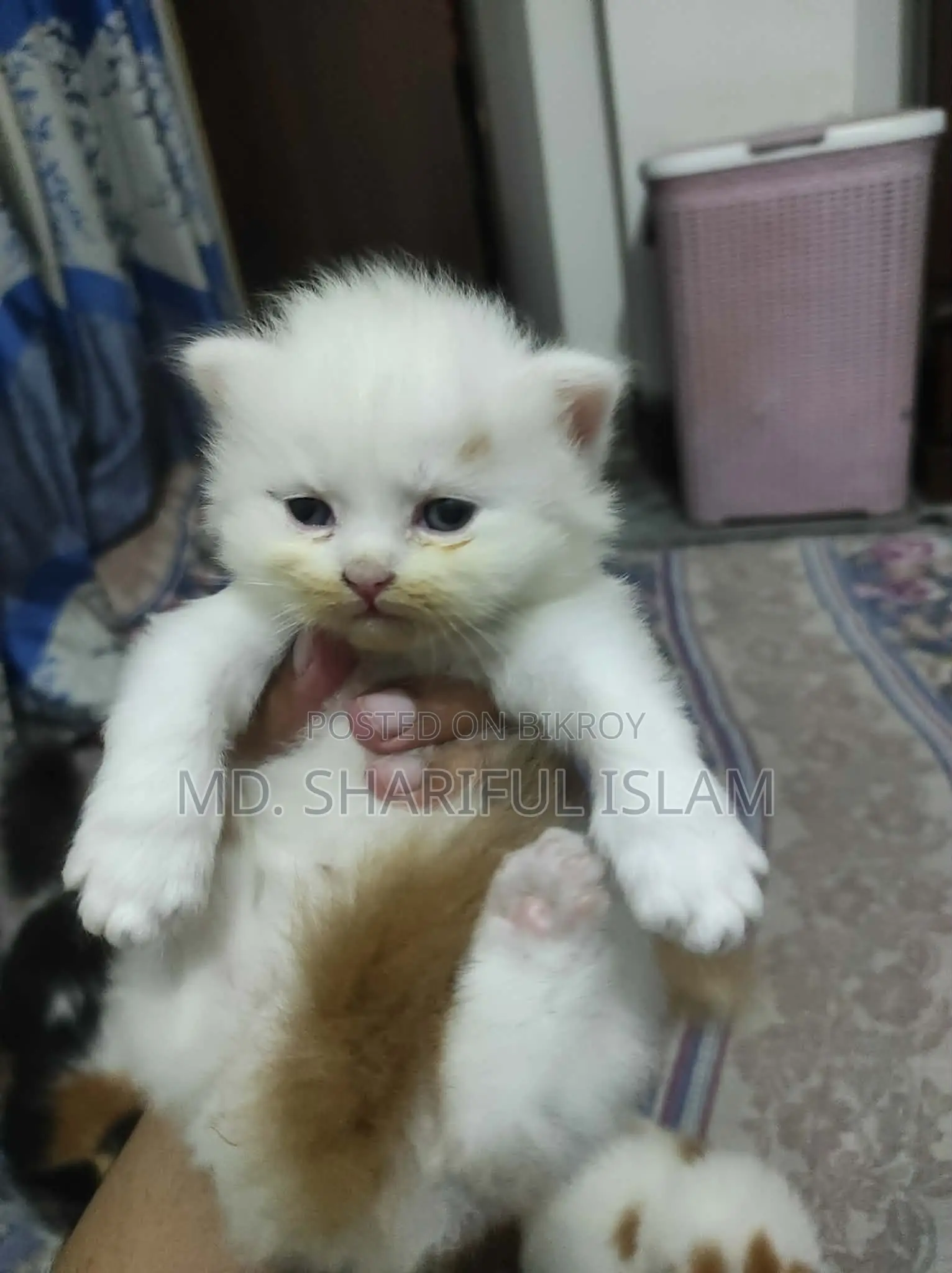 1+ Year Male Purebred Persian