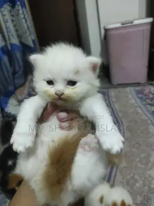 1+ Year Male Purebred Persian