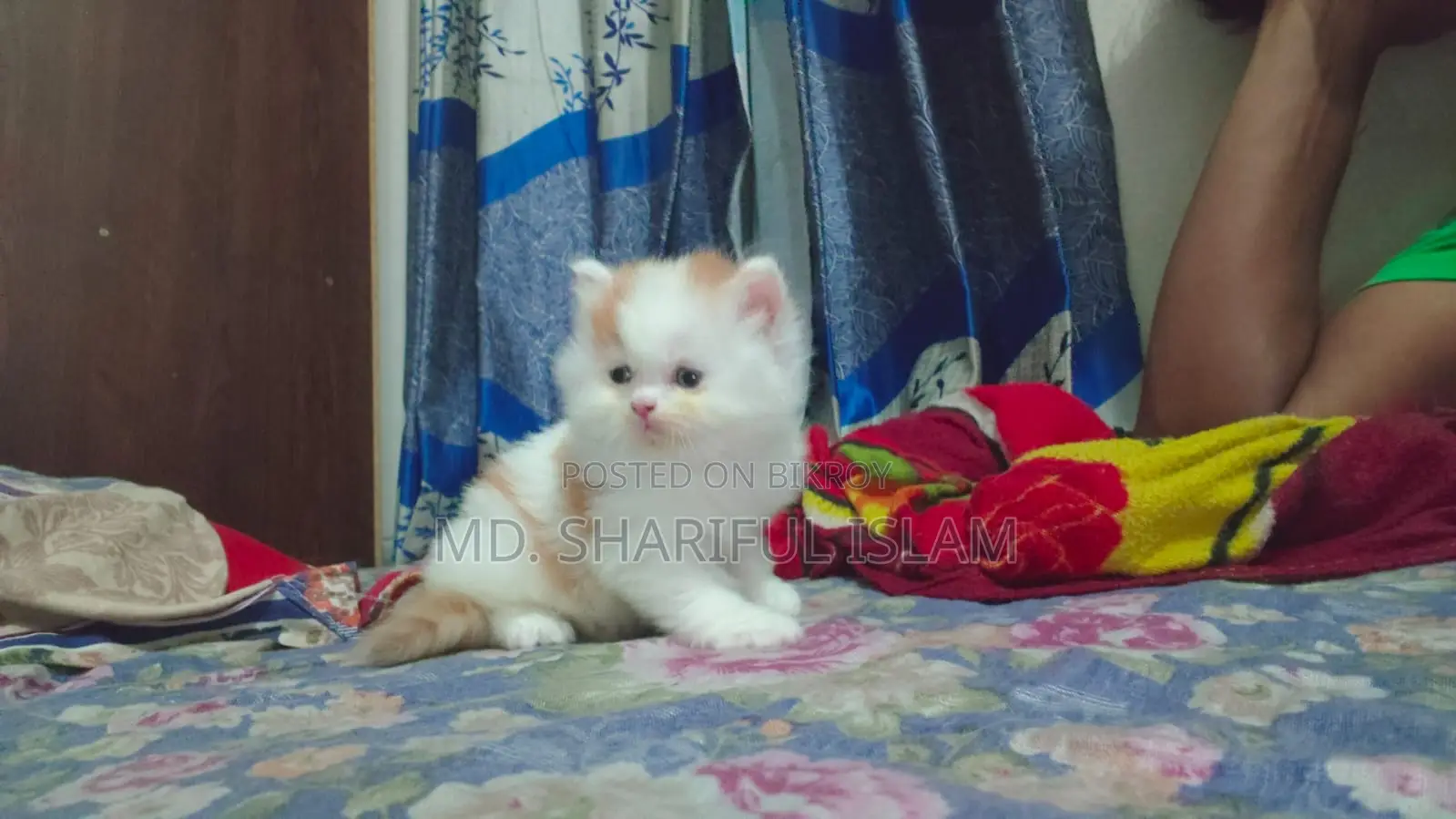 1+ Year Male Purebred Persian