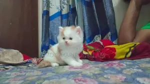 1+ Year Male Purebred Persian