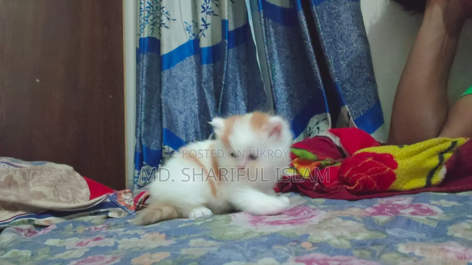 1+ Year Male Purebred Persian