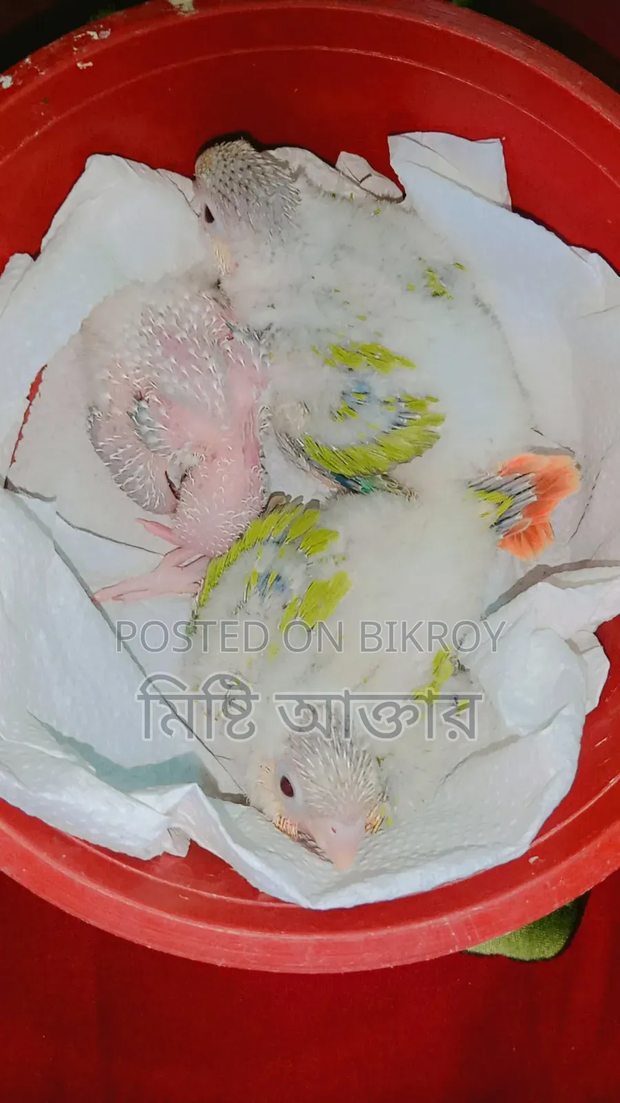 Some birds for sale