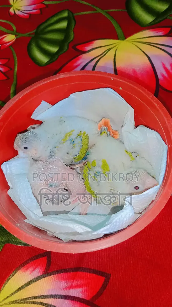Some birds for sale