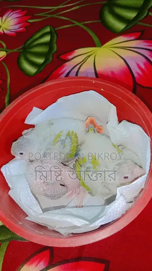 Some birds for sale