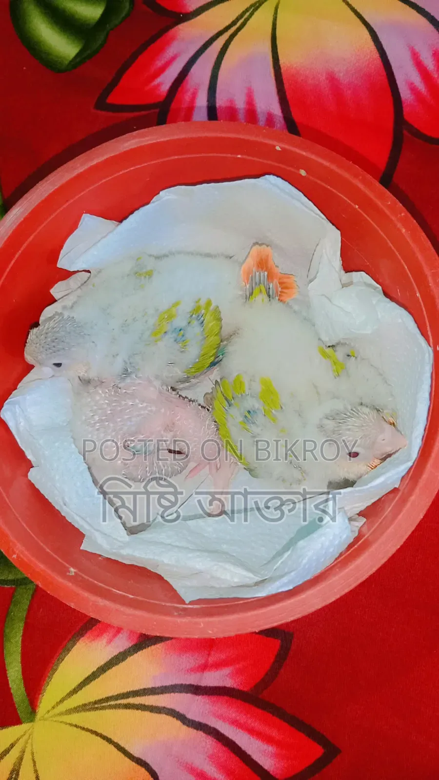 Some birds for sale