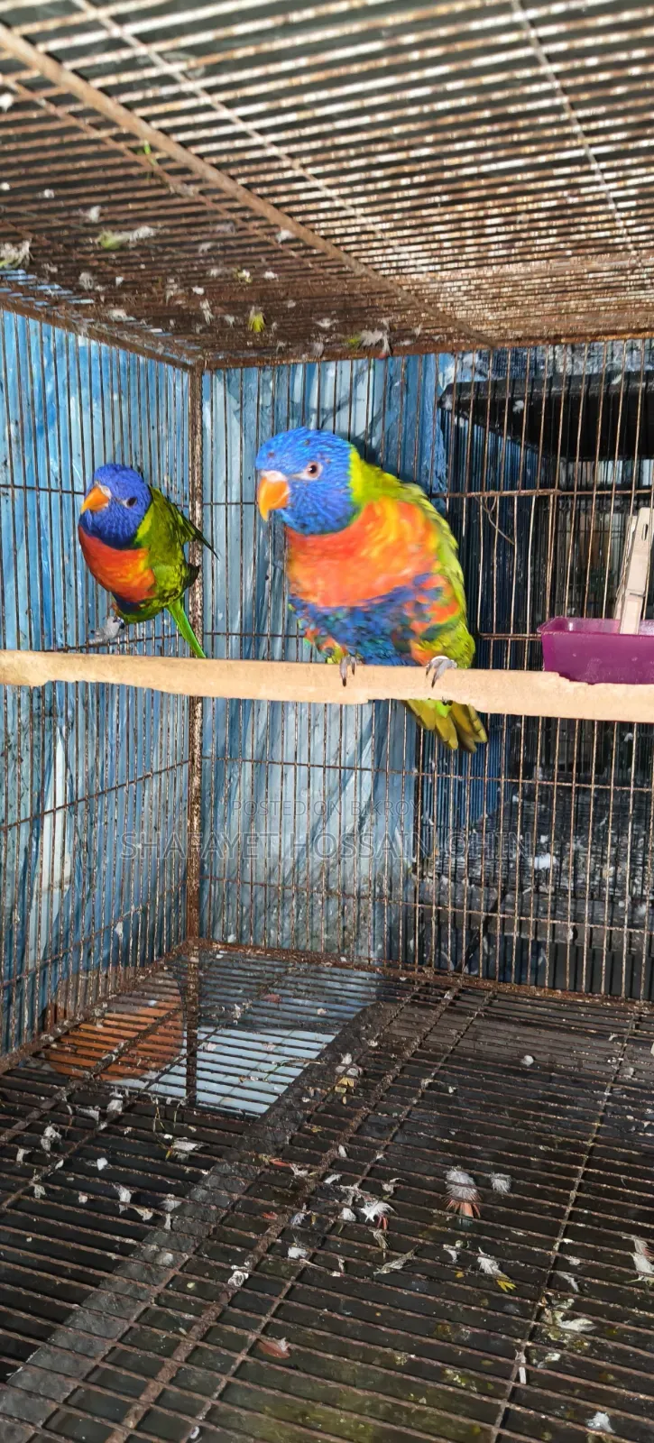 Rainbow Lorikeet Breeding Pair