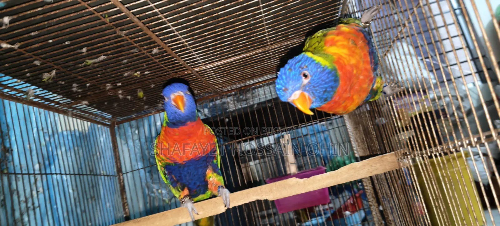 Rainbow Lorikeet Breeding Pair