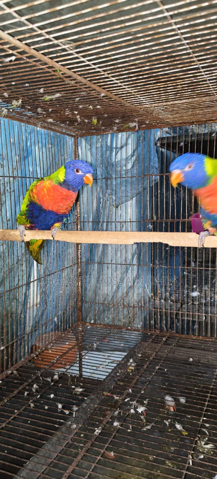 Rainbow Lorikeet Breeding Pair
