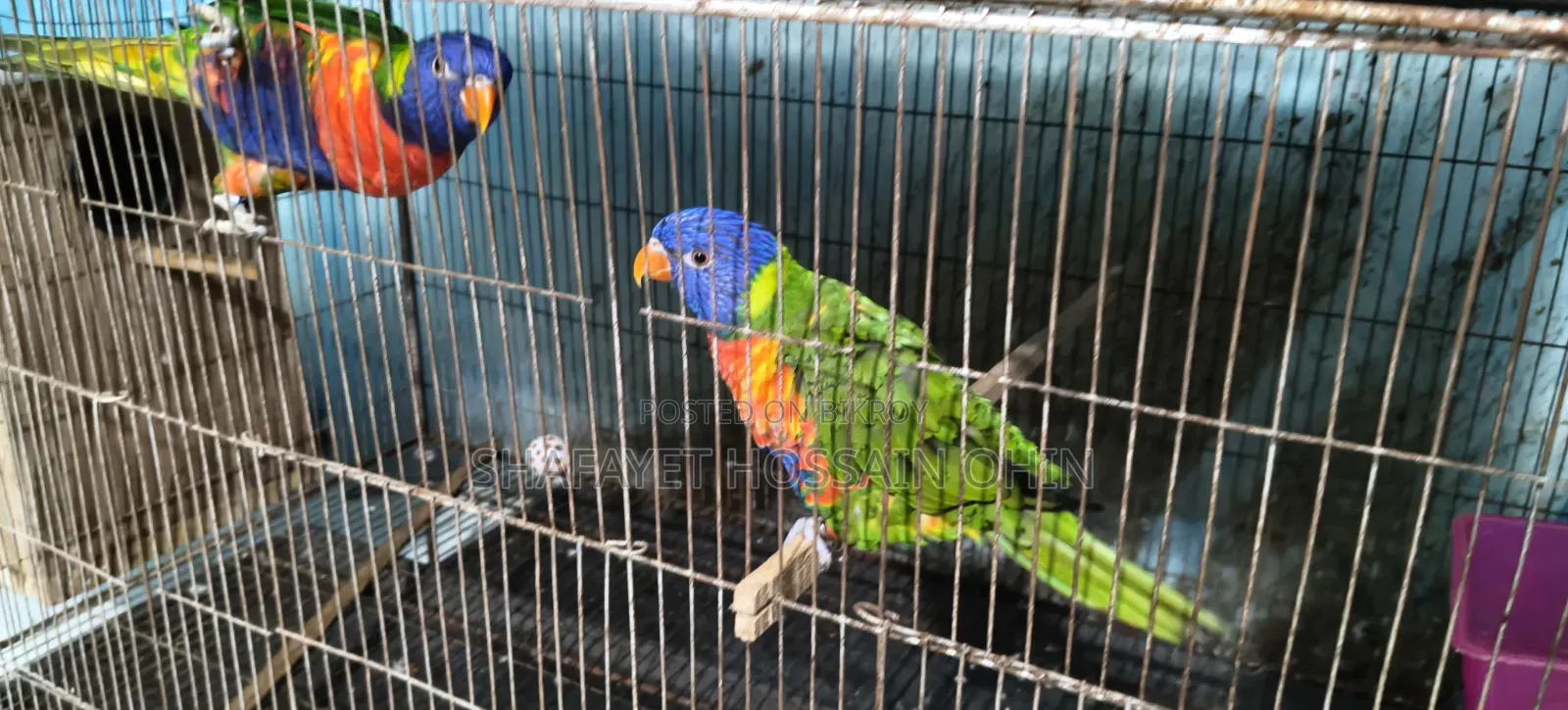 Rainbow Lorikeet Breeding Pair