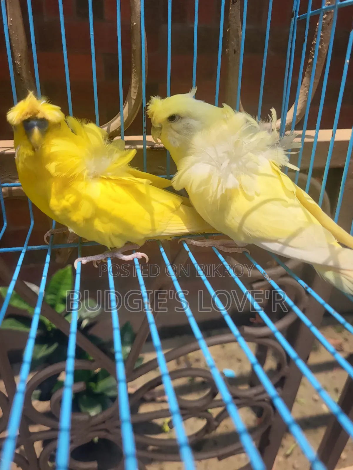 Yellow Df Running Pair