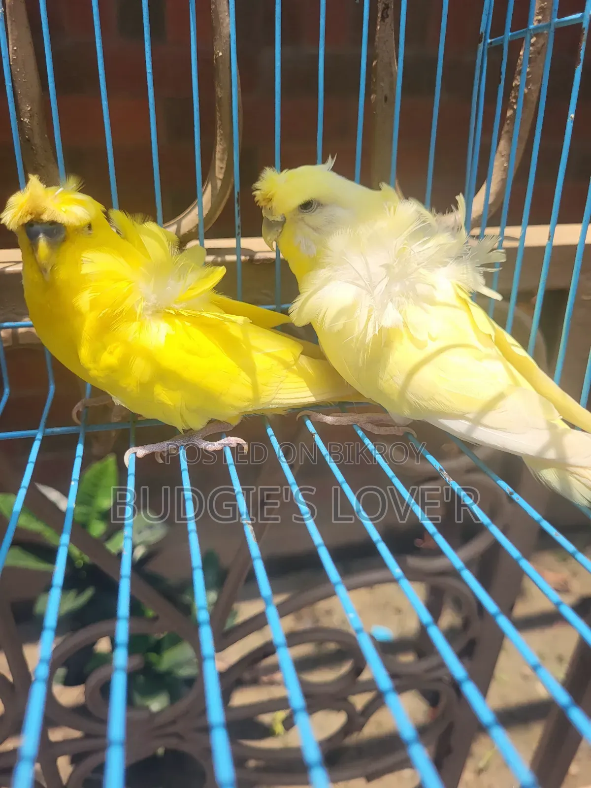 Yellow Df Running Pair